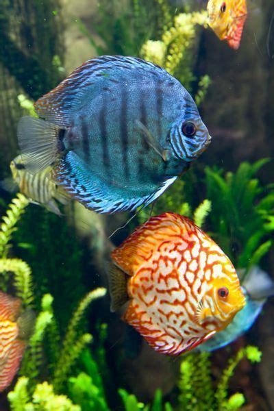 Top 13 Most Colorful Freshwater Fish Meowlogy Tropical Fish