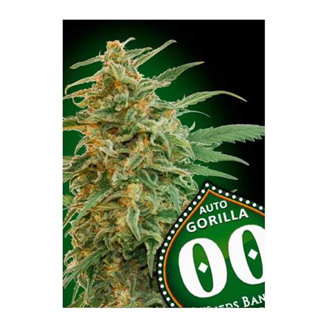 Auto Gorilla 00 Seeds Bank Graines De Cannabis De Collection