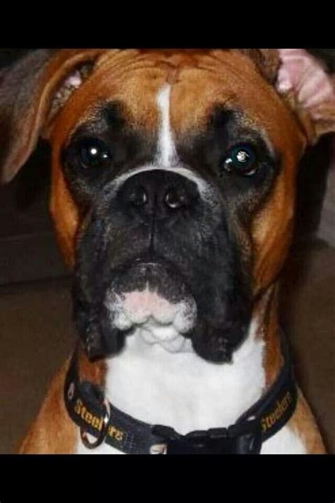 Pretty Boy Boxer Breed Boxer And Baby Boxer Dogs
