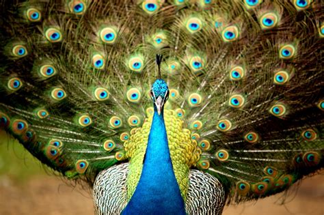 30 Most Beautiful Peacock Photos Stunning Peacocks Photography