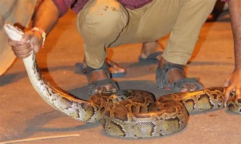 Nine Ft Long Burmese Python Rescued In Cachar