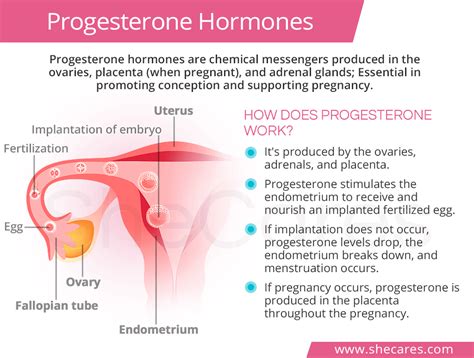 It is present in both males and females, but in much. Natural Progesterone Hormones | SheCares