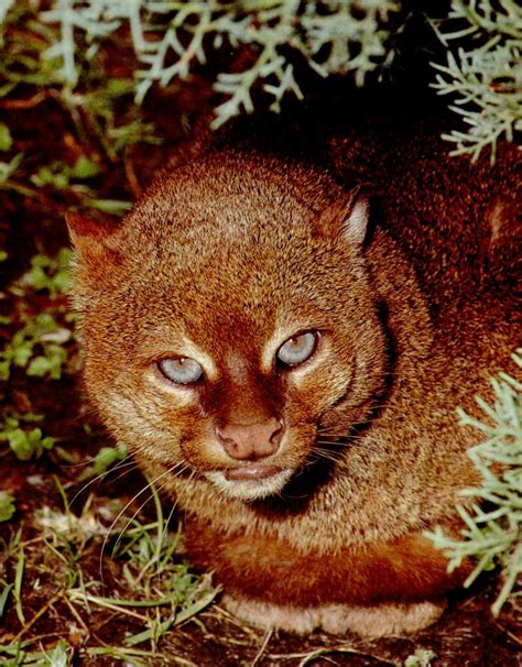 The Jaguarundi Is A Small Sized Wild Cat Native To Central And South