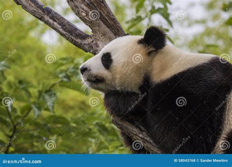Panda Asleep Stock Photo Image Of Sleepy Nature Mammals 58043768
