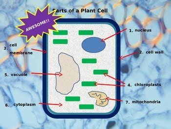 Tool for the study of animal cell biology using convenient in vitro model of cell growth mimic of in it is not intended for use in humans, animals or for diagnostics. Introduction to Plant and Animal Cells by Denise Bryant | TpT