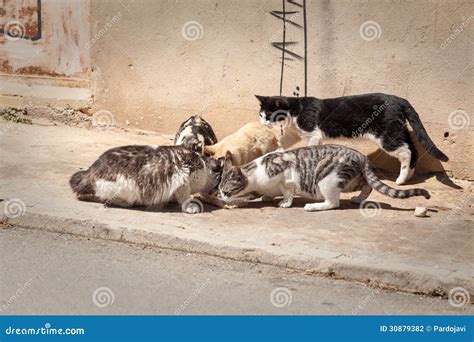 A Group Of Cats Eating Stock Photography Image 30879382
