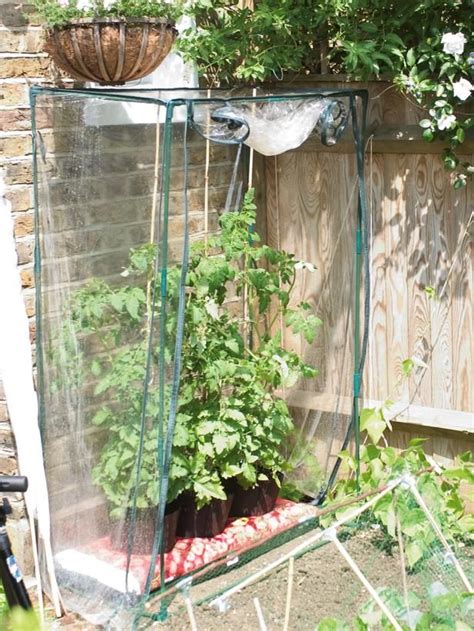 Protect garden vegetables from frost. Protect tomatoes from a late frost by temporarily growing ...