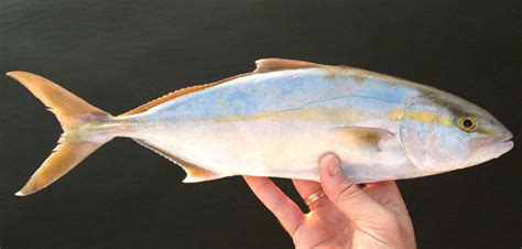 Bandedrudderfishfishrules Gulf Of Mexico Fishery Management Council