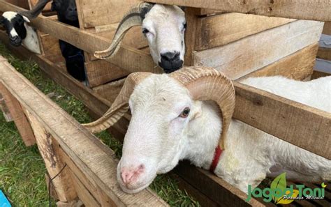Mengenal Perbedaan Domba Garut Dan Domba Priangan Jagad Tani