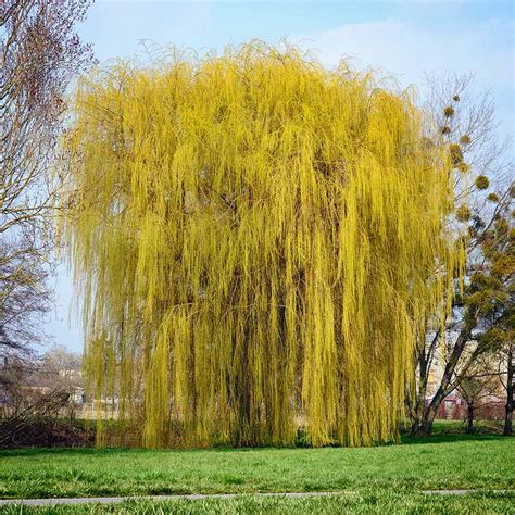 Niobe Golden Weeping Willows For Sale