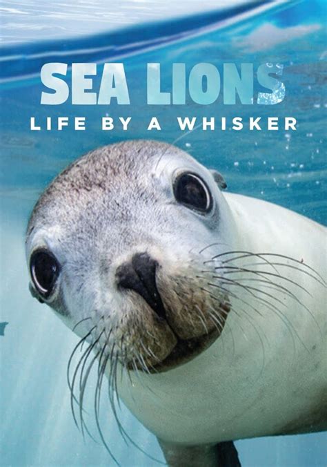 Sea Lions Life By A Whisker Stream Online