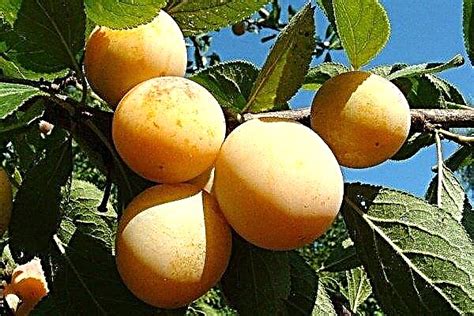 Yellow Plum Varieties Photos Planting And Growing Rules Plants