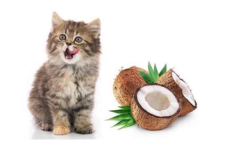 Coconut milk is very popular in south india and many people eat coconut due to its delicious quality and most of them use them in curry's or make coconut oil which they apply to hair. Can Cats Eat Coconut? How About Coconut Oil?