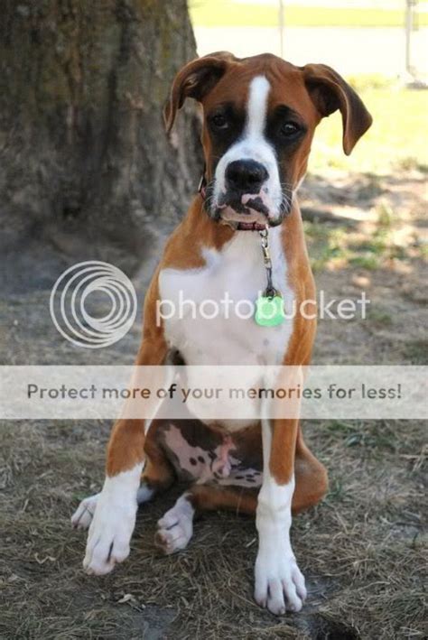 Histiocytoma Boxer Forum Boxer Breed Dog Forums