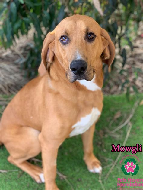 Mowgli Large Male Bloodhound X Labrador Mix Dog In Vic