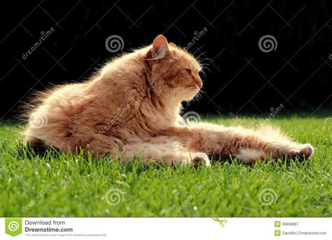 Beautiful Ginger Cat Relaxes At Sunset Stock Photo Image