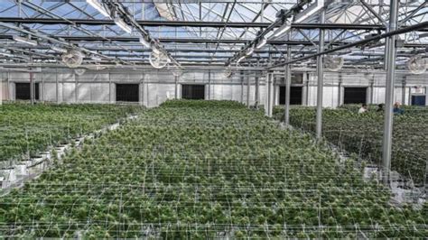 Cannabis Kpis 5 Tips To Achieving Quick Wins Greenhouse Grower