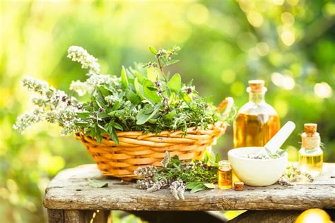 Plantas Medicinales Y Para Qu Sirven Menudo Jardin