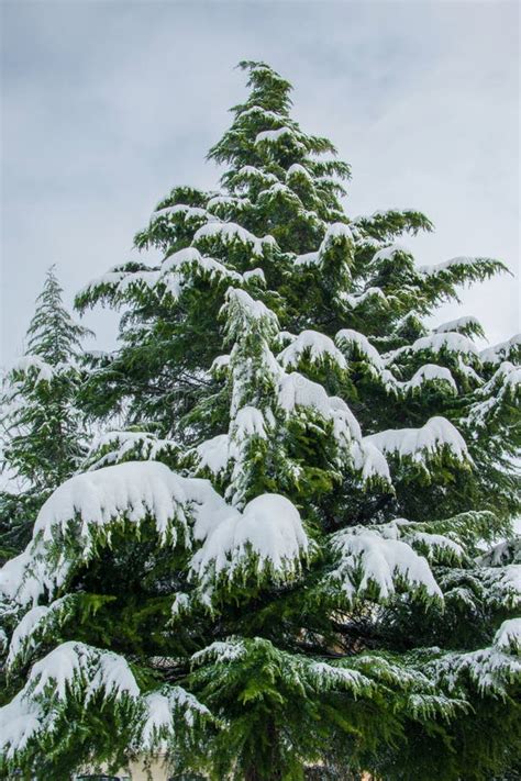 Gigantic Pine Tree Covered With Snow Winter Holiday Concept Stock