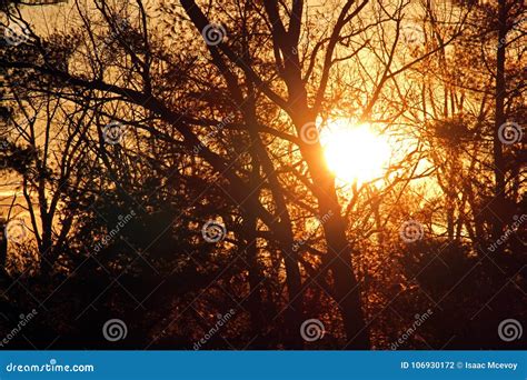 Sunset Through Trees In Winter Stock Photo Image Of Setting Sets