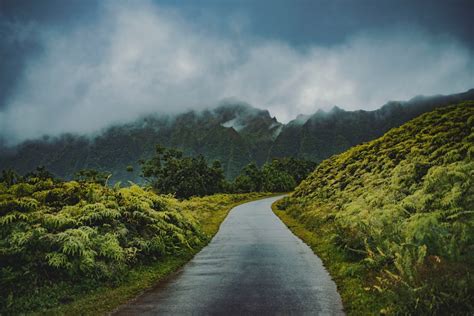 500 Rain Forest Pictures Stunning Download Free Images On Unsplash