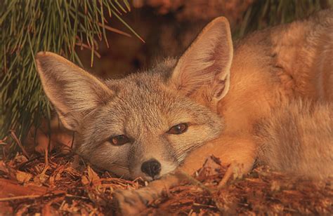 Wallpaper Animals Wildlife Mammals Grey Fox Fauna Vertebrate
