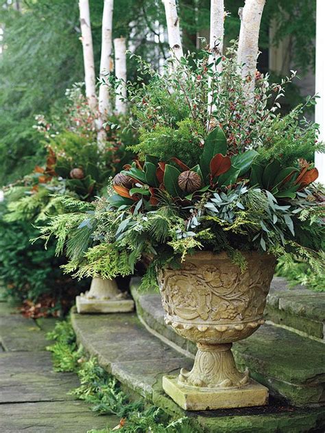 The evergreen foliage is punctuated by red buds through the winter, with an explosion of potent, fragrant white blossoms appearing by spring. Wonderful Winter Garden Containers