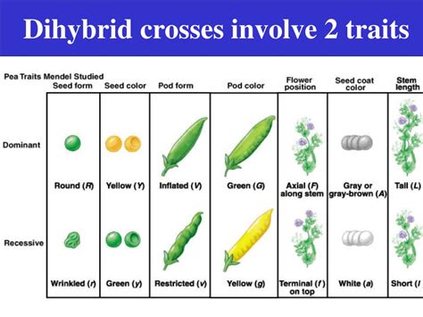 Dihybrid cross is simply the cross between two pure species involving two pairs of gene. A Dihybrid Cross Involves The Crossing Of Just One Trait ...