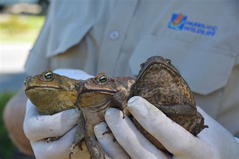 Come Hither How Imitating Mating Males Could Cut Cane Toad Numbers