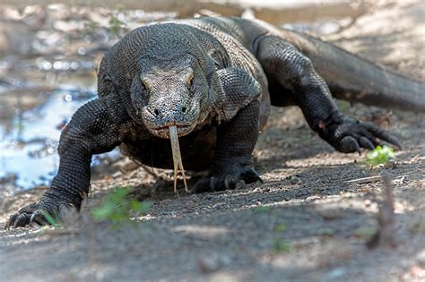 Mythical Animals That Turned Out to Be Real | Monster Week | Animal Planet