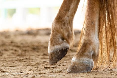 Can A Horse With Navicular Be Ridden Expert Rider Answer