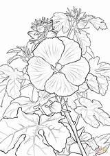 Coloring Hibiscus Hawaiian Pua Aloalo Flower Flowers Lei Printable Supercoloring Template Hawaii Drawing Sketch sketch template