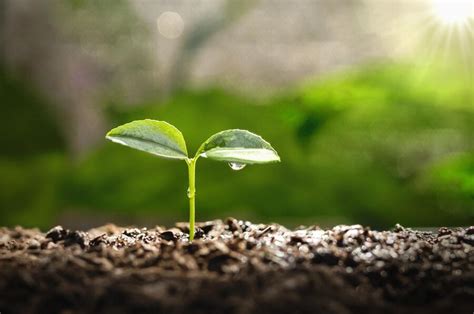 Planta Joven Que Crece En La Tierra Con Sol En La Naturaleza Concepto