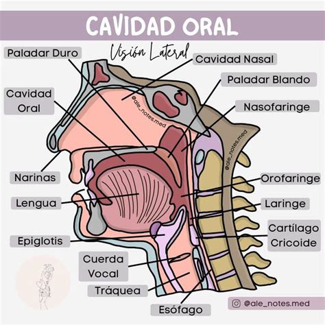 Anatomía de la Cavidad Oral Alejandra Sernaque Herrera uDocz