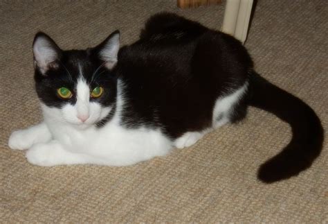 Domestic shorthair (aka moggy) is a cat of mixed ancestry. Polly is a domestic shorthair, black and white female, 4 ...