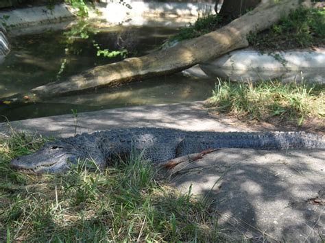Alligator Mississippiensis American Alligator In Zoos