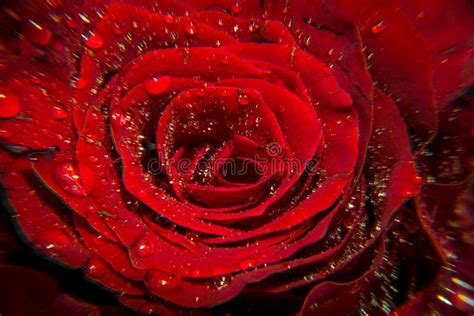 Red Rose Macro With Dew Stock Image Image Of Frame 114648639
