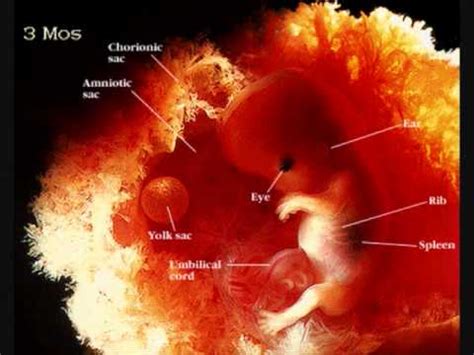 1.1 beli obat aborsi cytotec asli. Perkembangan Bayi - Perkembangan Janin - YouTube