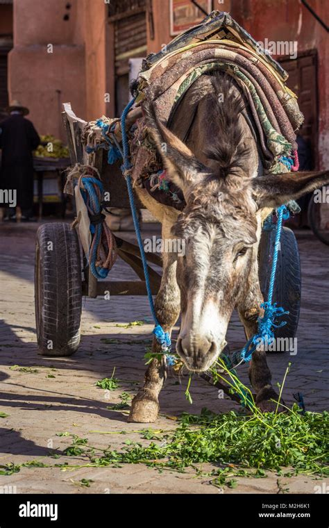 A Working Donkey Looking Tired But Well Cared For By Locals Is Tied