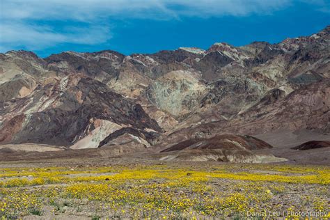 Nov 17, 2020 · although death valley is in california, you can easily visit the park on a day trip from las vegas. DL_20160227_DSC4422_Death_Valley_Wildflowers.jpg - Daniel ...