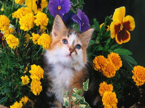 If you are not satisfied just return the poster, no questions asked!!! Cat with flowers wallpaper - Cats Wallpaper (36915309 ...