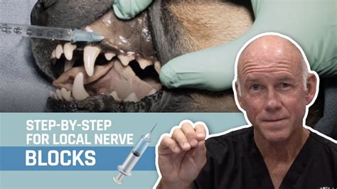 Veterinary Dentistry Nerve Blocks For Oral Surgery For Dogs And Cats
