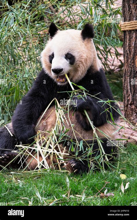 Adult Giant Panda Eating Bamboo At The Chengdu Research Base Of Giant