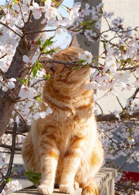 Celebrate International Cat Day With These Purr Fect Instagram Captions