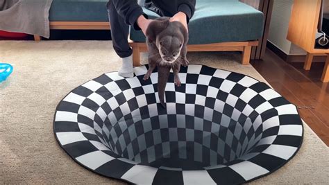 Can Otters See Optical Illusions These Adorable Animals Weigh In Nerdist