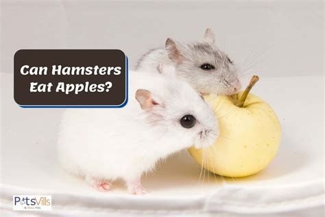 Can Hamsters Eat Apples Nutritious Treats Feeding Tips