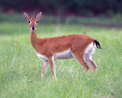 Oribi Facts History Useful Information And Amazing Pictures South