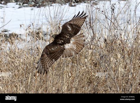 Red Tailed Hawks Flying Or Landing In Winter Stock Photo Alamy