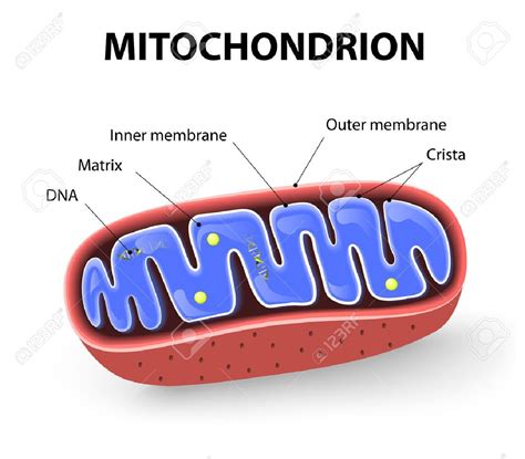 Mitochondria are called the 'powerhouse of the cell'. Mitochondrion - The powerhouse of the found in most ...