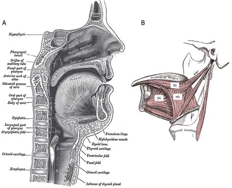 Anatomy Of The Upper Airway And Tongue A Sagittal Section Of Nose